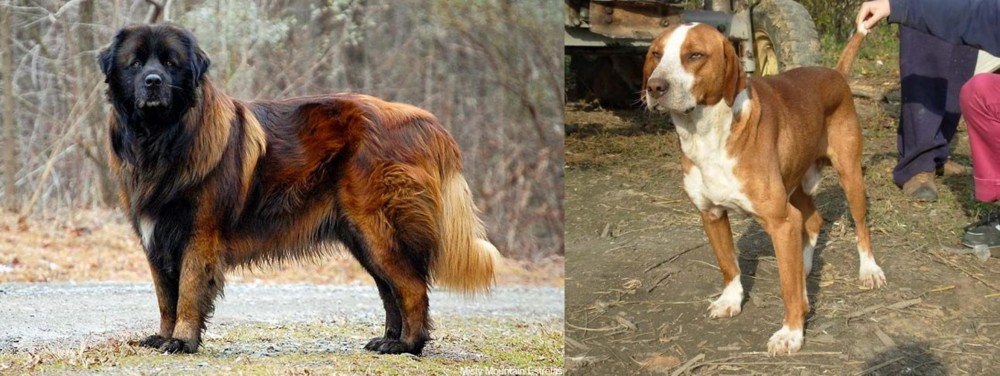 Posavac Hound vs Estrela Mountain Dog - Breed Comparison
