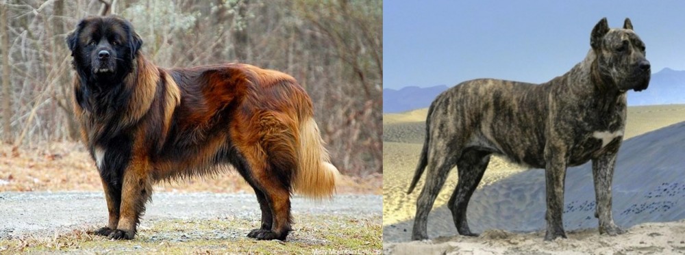 Presa Canario vs Estrela Mountain Dog - Breed Comparison