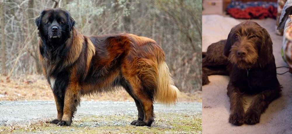 Pudelpointer vs Estrela Mountain Dog - Breed Comparison