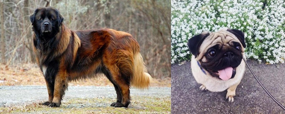Pug vs Estrela Mountain Dog - Breed Comparison