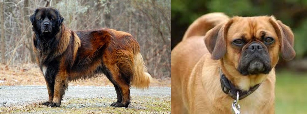 Pugalier vs Estrela Mountain Dog - Breed Comparison