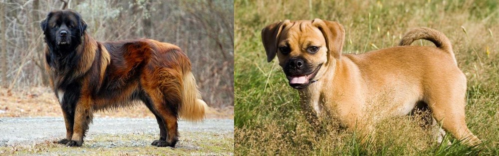 Puggle vs Estrela Mountain Dog - Breed Comparison