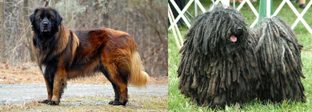 Puli vs Estrela Mountain Dog - Breed Comparison