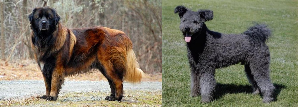 Pumi vs Estrela Mountain Dog - Breed Comparison