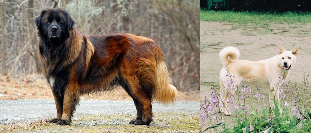 Pungsan Dog vs Estrela Mountain Dog - Breed Comparison