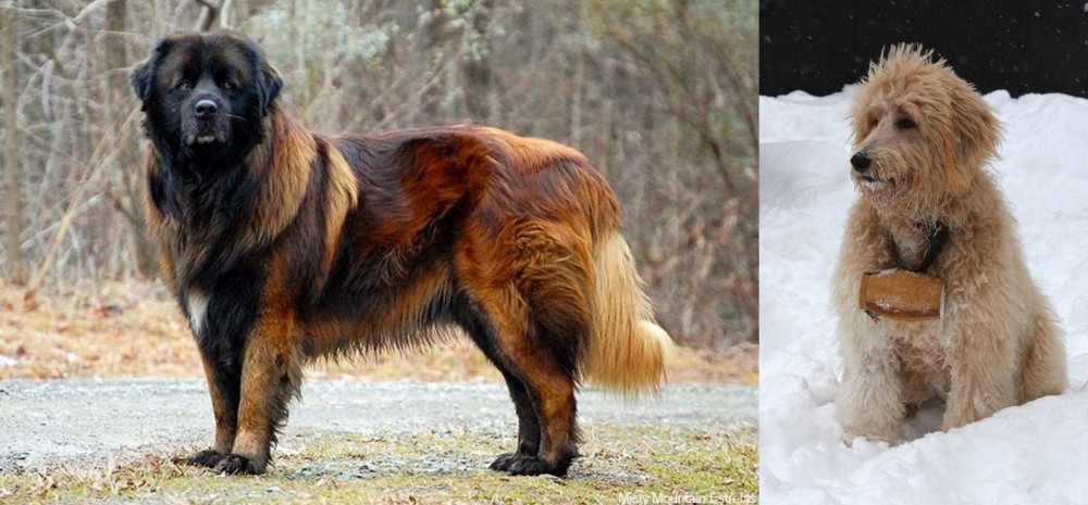 Pyredoodle vs Estrela Mountain Dog - Breed Comparison