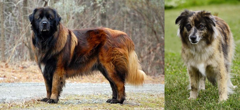 Pyrenean Shepherd vs Estrela Mountain Dog - Breed Comparison