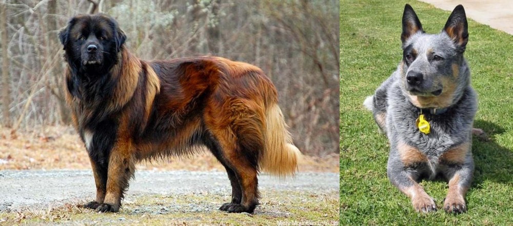 Queensland Heeler vs Estrela Mountain Dog - Breed Comparison