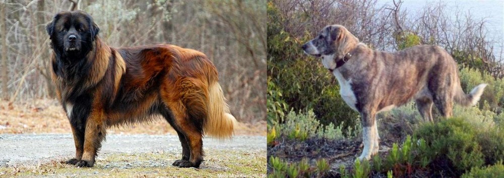 Rafeiro do Alentejo vs Estrela Mountain Dog - Breed Comparison