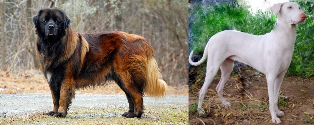 Rajapalayam vs Estrela Mountain Dog - Breed Comparison