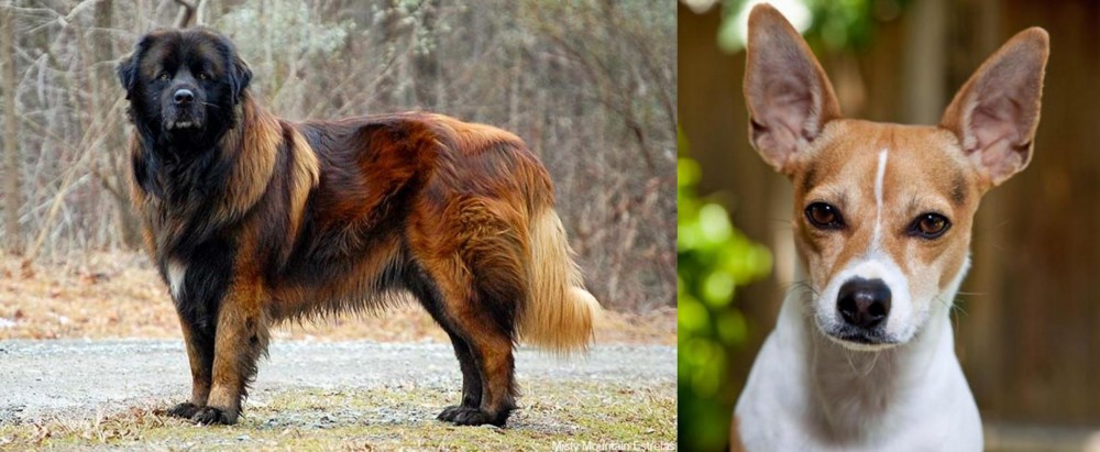 Rat Terrier vs Estrela Mountain Dog - Breed Comparison