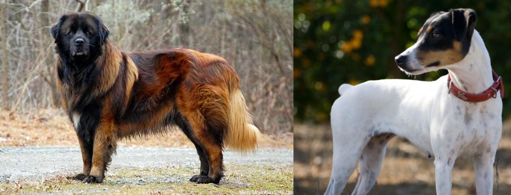 Ratonero Bodeguero Andaluz vs Estrela Mountain Dog - Breed Comparison