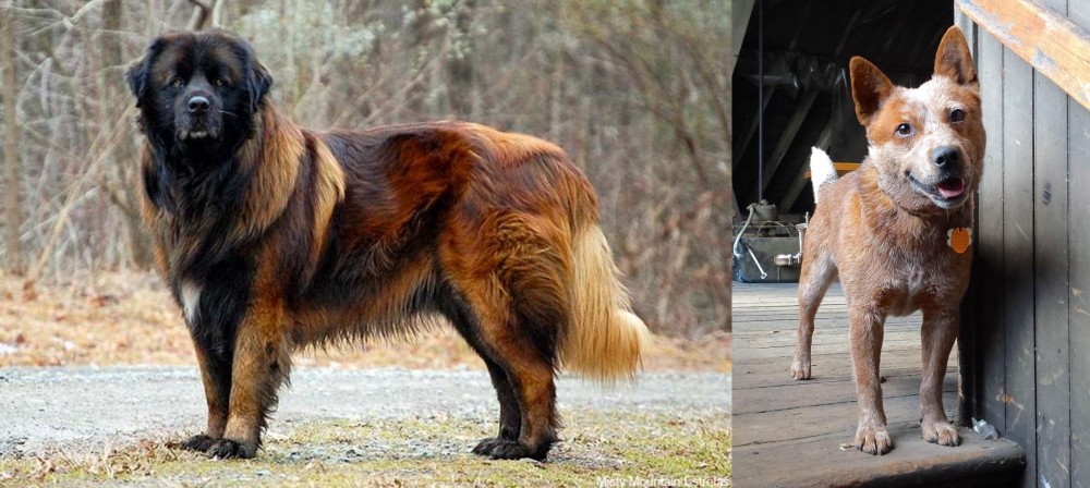 Red Heeler vs Estrela Mountain Dog - Breed Comparison