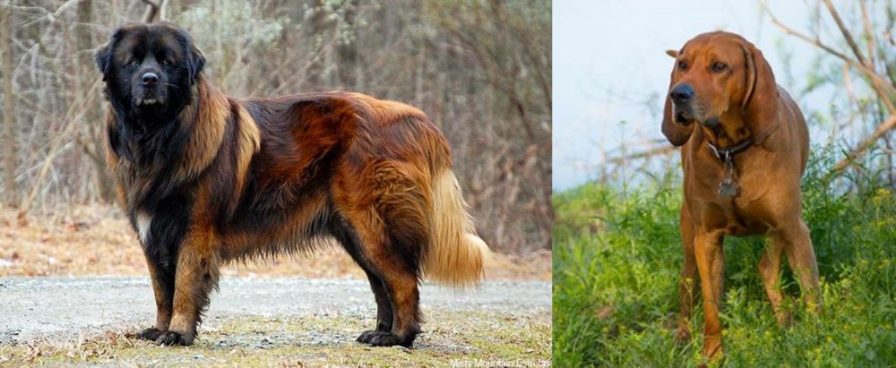 Redbone Coonhound vs Estrela Mountain Dog - Breed Comparison
