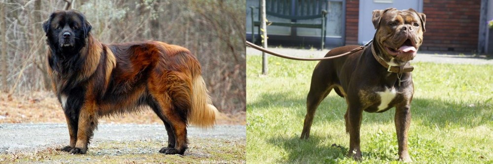 Renascence Bulldogge vs Estrela Mountain Dog - Breed Comparison