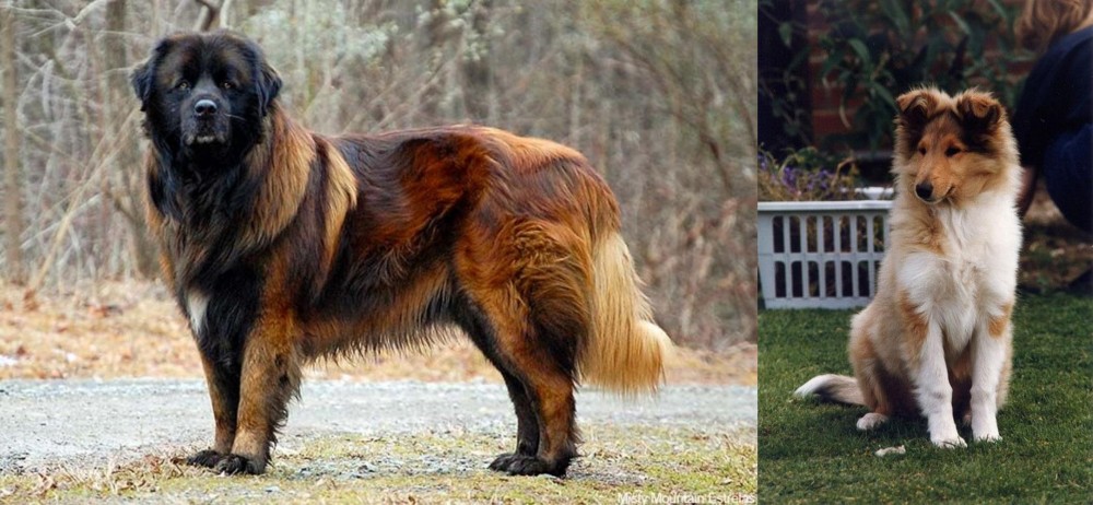 Rough Collie vs Estrela Mountain Dog - Breed Comparison