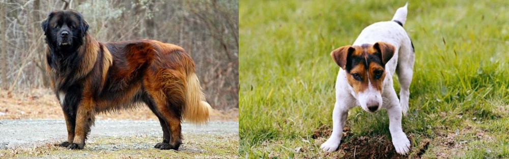 Russell Terrier vs Estrela Mountain Dog - Breed Comparison