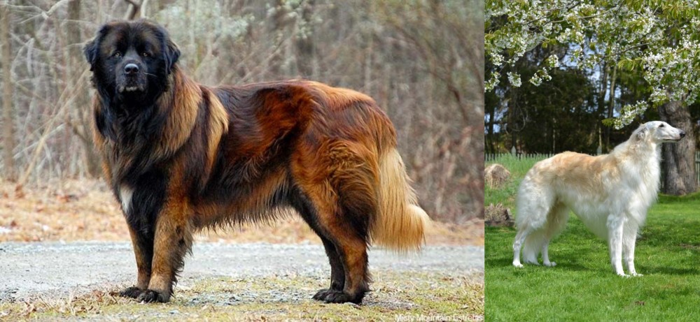 Russian Hound vs Estrela Mountain Dog - Breed Comparison