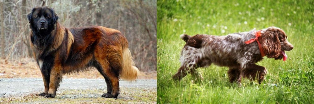 Russian Spaniel vs Estrela Mountain Dog - Breed Comparison