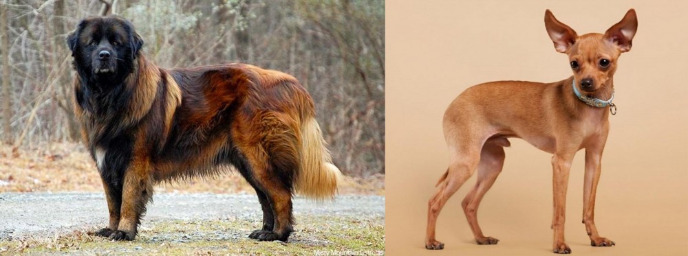 Russian Toy Terrier vs Estrela Mountain Dog - Breed Comparison