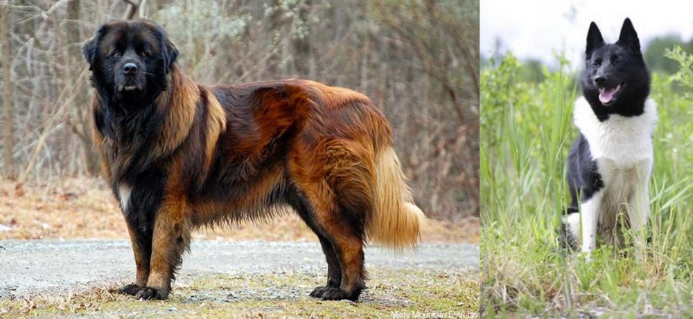 Russo-European Laika vs Estrela Mountain Dog - Breed Comparison