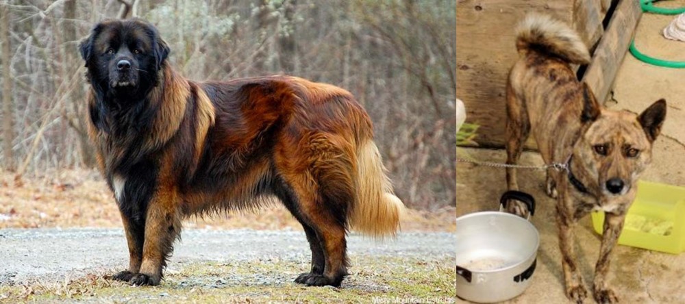 Ryukyu Inu vs Estrela Mountain Dog - Breed Comparison