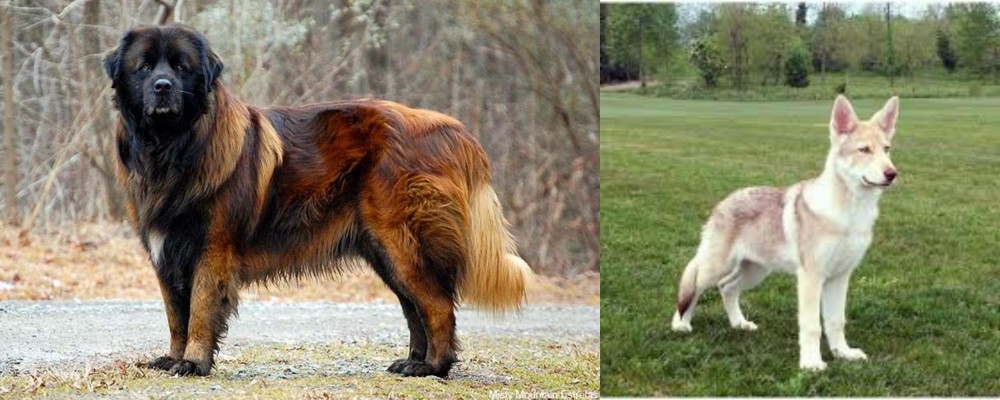 Saarlooswolfhond vs Estrela Mountain Dog - Breed Comparison