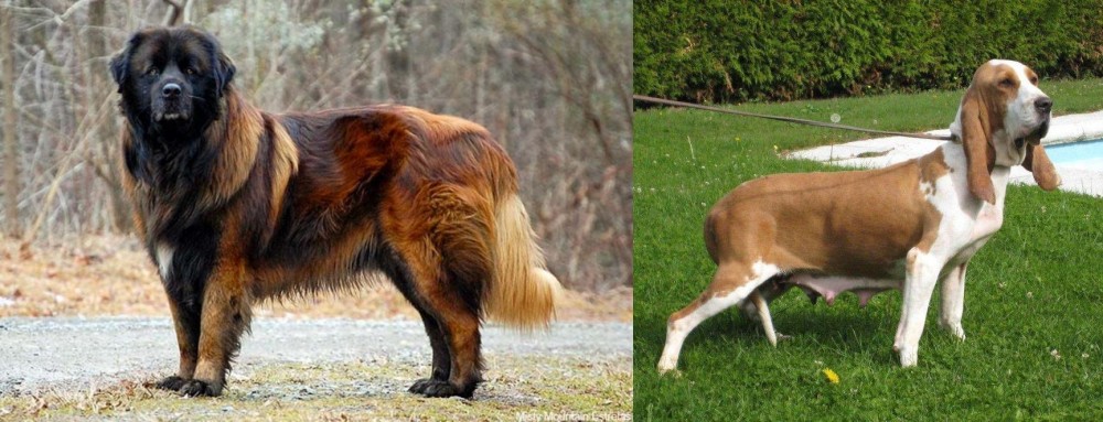 Sabueso Espanol vs Estrela Mountain Dog - Breed Comparison