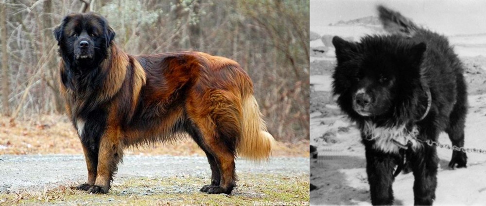 Sakhalin Husky vs Estrela Mountain Dog - Breed Comparison