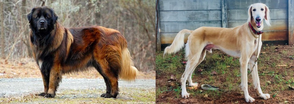 Saluki vs Estrela Mountain Dog - Breed Comparison
