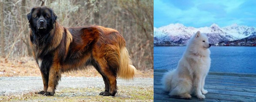 Samoyed vs Estrela Mountain Dog - Breed Comparison