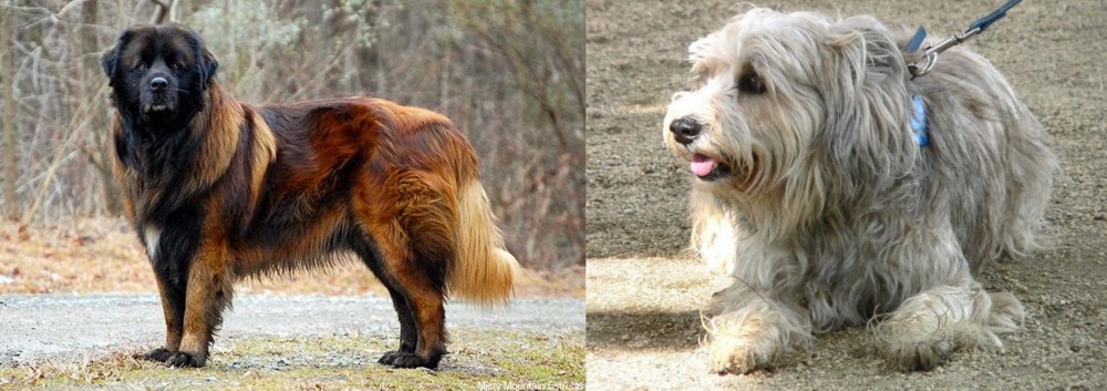 Sapsali vs Estrela Mountain Dog - Breed Comparison