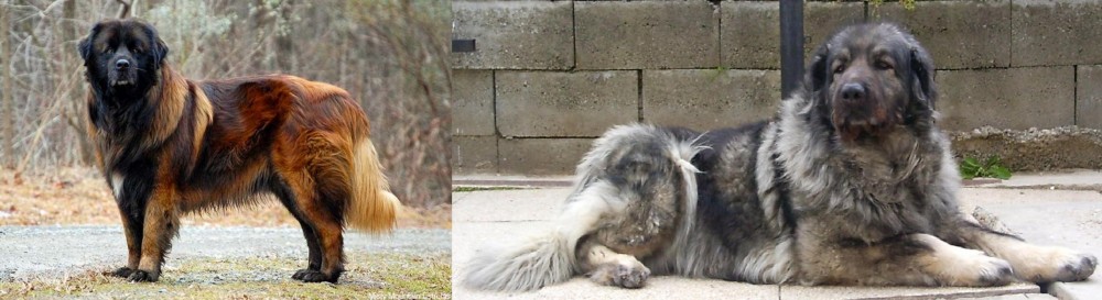 Sarplaninac vs Estrela Mountain Dog - Breed Comparison