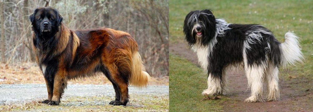 Schapendoes vs Estrela Mountain Dog - Breed Comparison