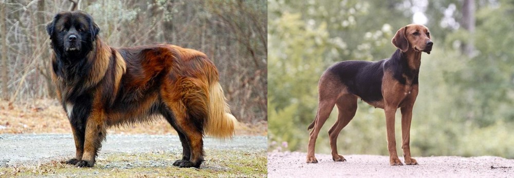 Schillerstovare vs Estrela Mountain Dog - Breed Comparison