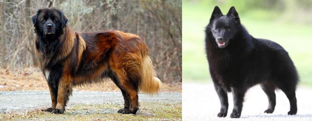 Schipperke vs Estrela Mountain Dog - Breed Comparison