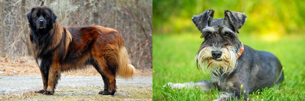 Schnauzer vs Estrela Mountain Dog - Breed Comparison