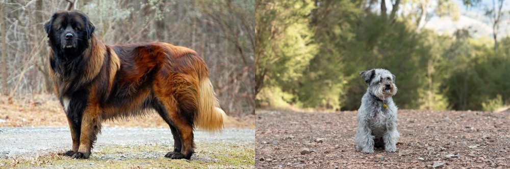 Schnoodle vs Estrela Mountain Dog - Breed Comparison