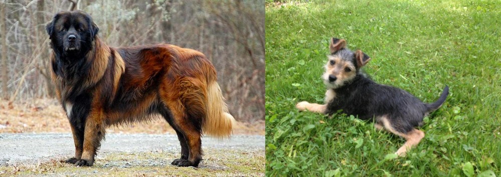 Schnorkie vs Estrela Mountain Dog - Breed Comparison
