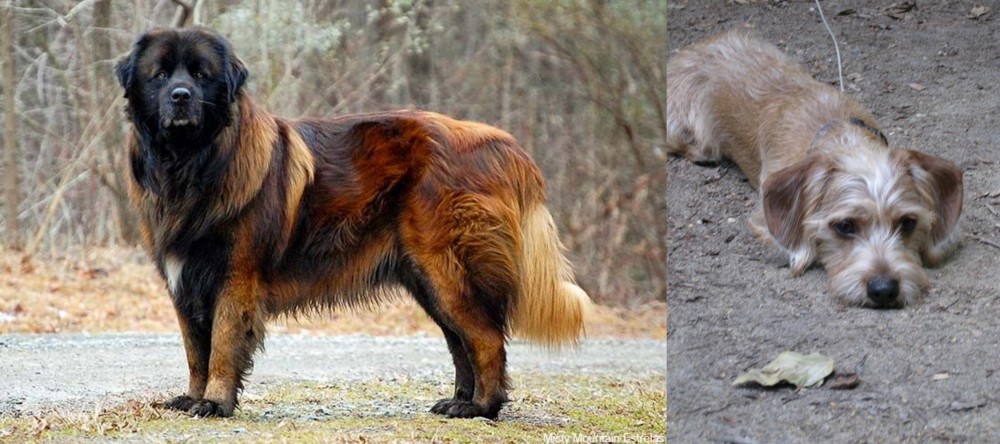 Schweenie vs Estrela Mountain Dog - Breed Comparison