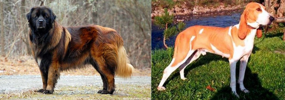 Schweizer Laufhund vs Estrela Mountain Dog - Breed Comparison
