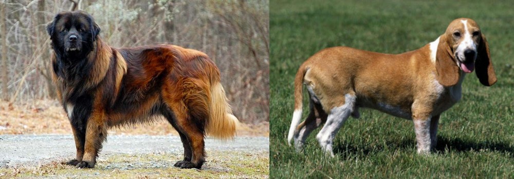 Schweizer Niederlaufhund vs Estrela Mountain Dog - Breed Comparison