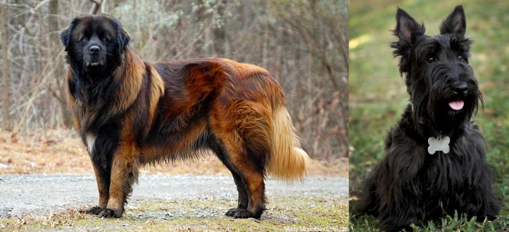 Scoland Terrier vs Estrela Mountain Dog - Breed Comparison