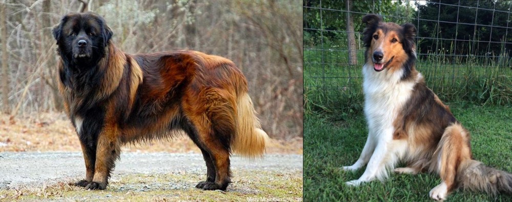 Scotch Collie vs Estrela Mountain Dog - Breed Comparison
