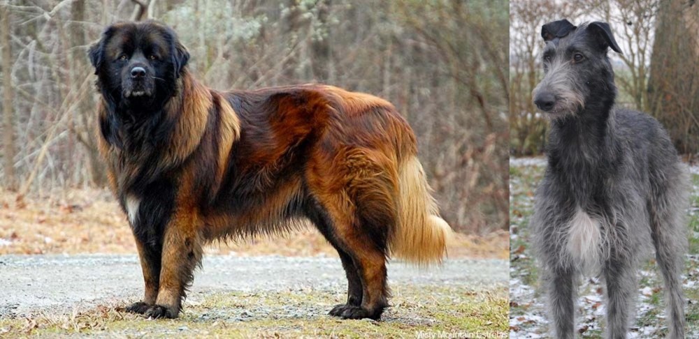 Scottish Deerhound vs Estrela Mountain Dog - Breed Comparison