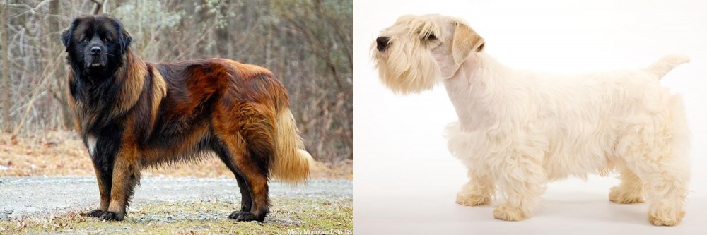 Sealyham Terrier vs Estrela Mountain Dog - Breed Comparison