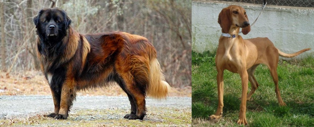 Segugio Italiano vs Estrela Mountain Dog - Breed Comparison