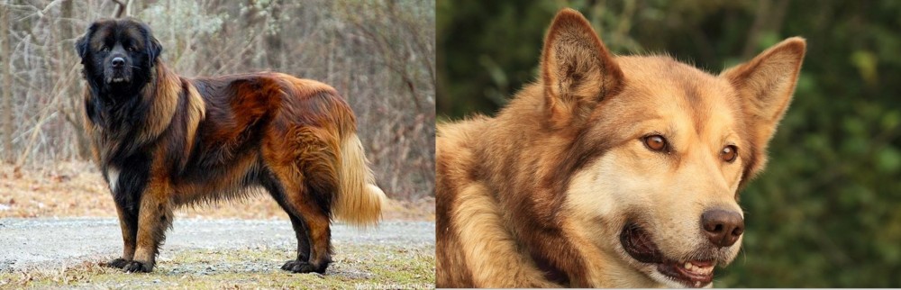 Seppala Siberian Sleddog vs Estrela Mountain Dog - Breed Comparison