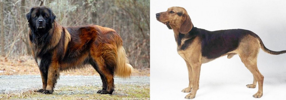 Serbian Hound vs Estrela Mountain Dog - Breed Comparison