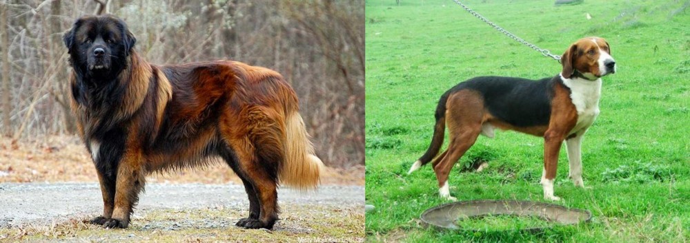 Serbian Tricolour Hound vs Estrela Mountain Dog - Breed Comparison